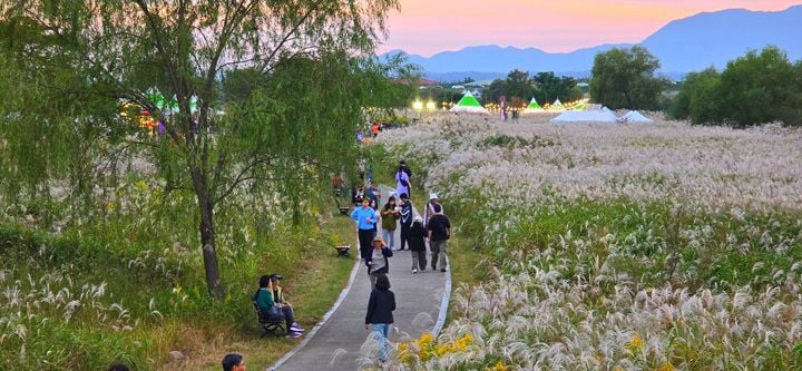 서창 억새축제 ⓒ광주광역시
