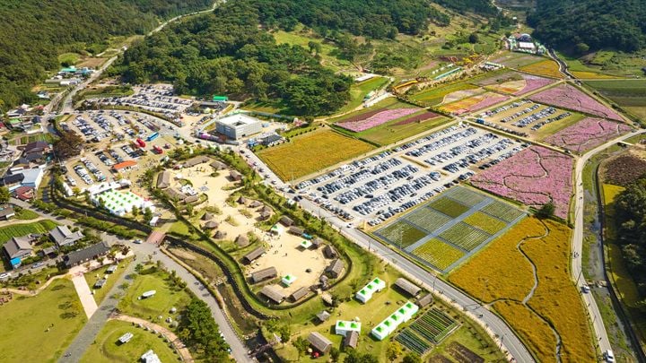 2024 화순 고인돌 가을꽃 축제장 ⓒ화순군
