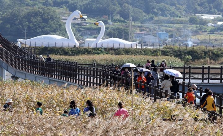 지난해 강진만 생태공원에서 열린 강진만 춤추는 갈대축제 ⓒ강진군