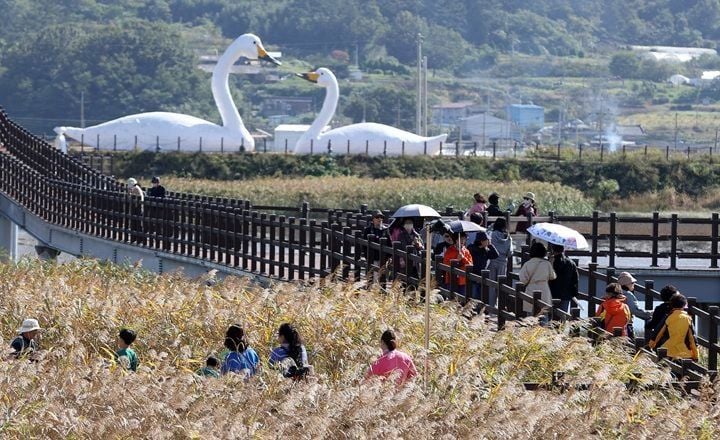 지난해 강진만 생태공원에서 열린 강진만 춤추는 갈대축제 ⓒ강진군