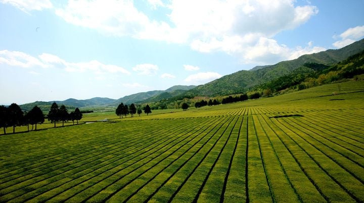 보성 평지 다원 전경 ⓒ보성군