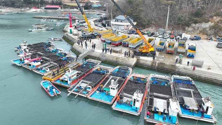 완도군이 올해 물김 생산을 시작하며 첫 위판에서 27억9천만 원을 기록했다. 사진/ 완도군 군외면 당인리의 물김 위판 현장
