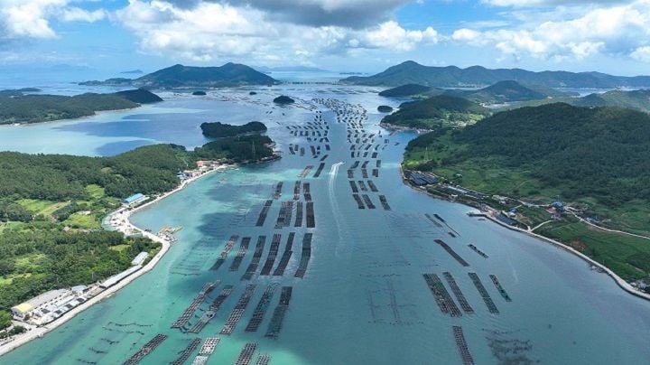 전남도의회 신의준 의원이 완도 미역 집단폐사 사태와 관련해 전수조사 조속 마무리, 과학적 원인 규명, 실질적 피해보상 대책 마련을 촉구하며 전남도의 책임 있는 대응을 요구했다.