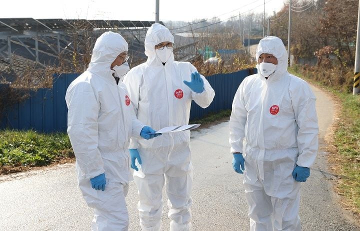 영암군이 시종면 육용오리 농장에서 고병원성 AI가 발생함에 따라 긴급 방역 체제에 돌입했다. 이동 제한, 살처분, 통제초소 설치, 집중 소독 등 강도 높은 차단 조치를 시행하며 24시간 대응 체계를 유지하고 있다.