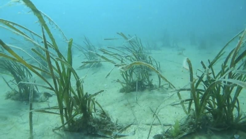 바닷 속 잘피 완도군 제공