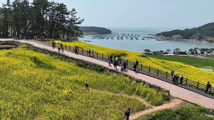 유채꽃이 만개한 청산도 슬로길 전경 ⓒ완도군