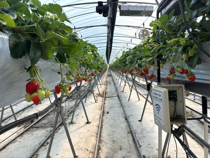 금실재배 하우스 ⓒ곡성군