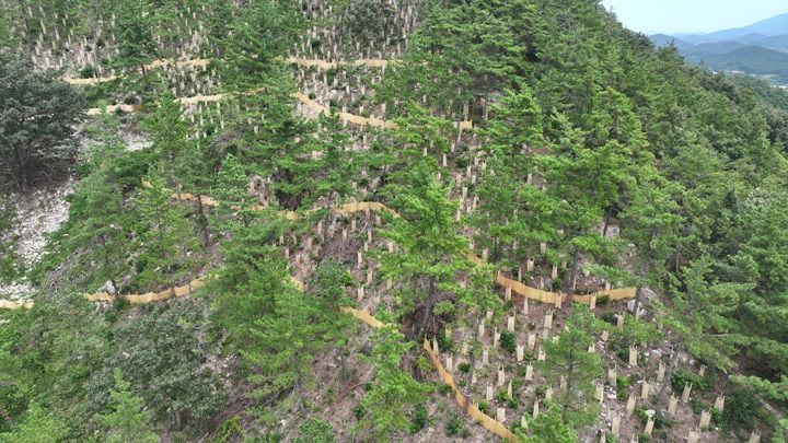 고금면 청용리 산 전경 ⓒ완도군