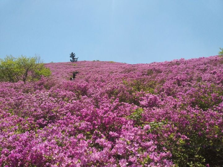 일림산 철쭉군락지 전경 ⓒ보성군