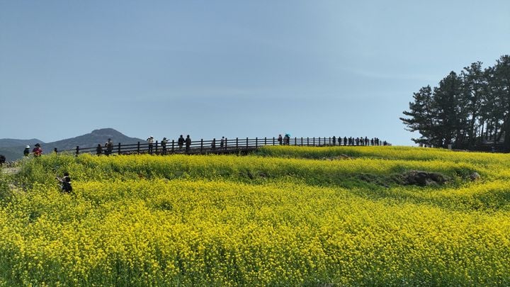 지난해 유채꽃이 만개한 청산도 풍경 ⓒ완도군