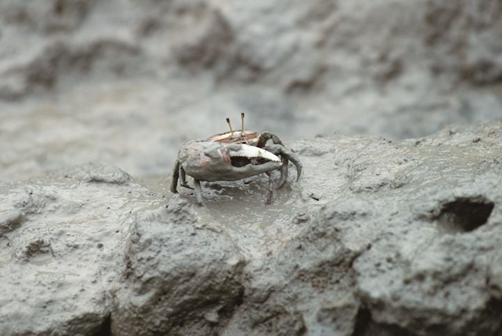 순천만습지 농게 ⓒ 순천시