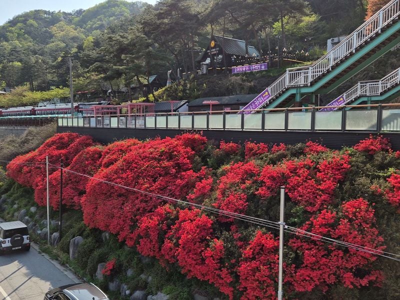 섬진강변 철쭉 전경 ⓒ곡성군