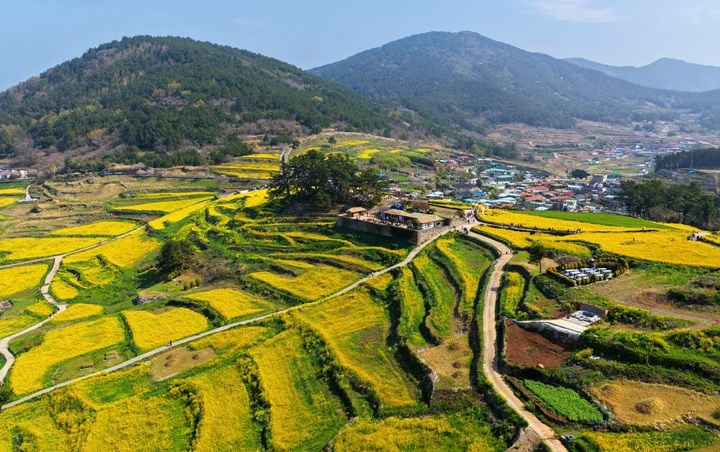 유채꽃으로 물든 청산도 전경(4월 11일 촬영) ⓒ완도군