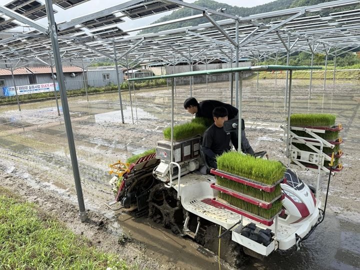 순천시가 수도작과 밭작물 대상 100kW 규모의 영농형 태양광 실증사업을 추진한다. 벼 생육, 발전량, 경제성을 종합 분석해 지역 맞춤형 표준모델을 마련할 계획이다