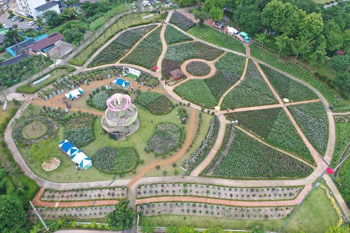장성군 무궁화공원이 개화 시기를 맞아 관람 시설을 일제 점검한다. 46종 1만 2000주의 무궁화가 식재된 이곳은 야간 조명과 폭포를 운영해 밤낮으로 관람할 수 있다