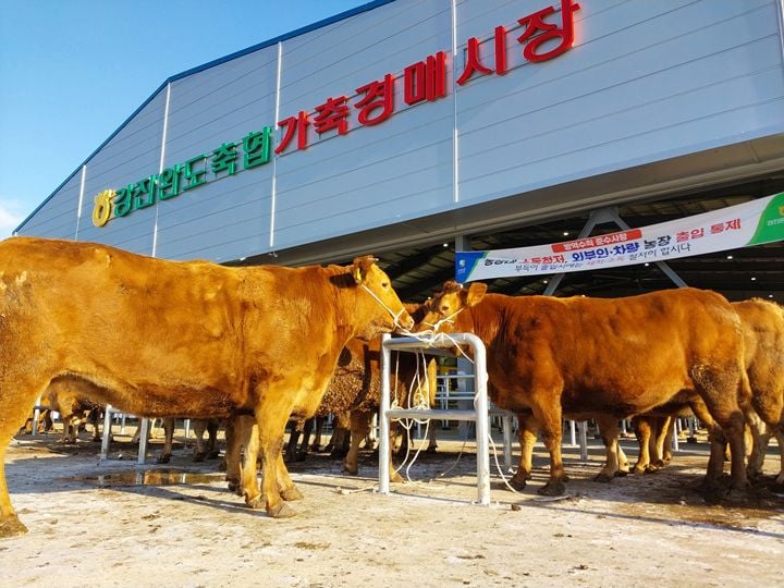 제42회 전남광주통합특별시 으뜸한우 경진대회가 9월 10일 강진 가축시장에서 열린다.