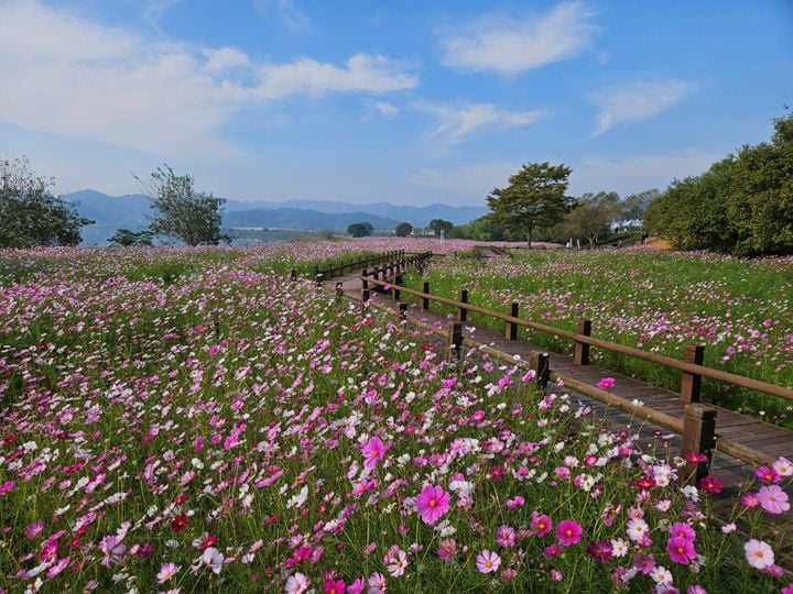 전남광주통합특별시 무안군 몽탄면이 10월 9~10일 식영정 일원에서 '2026 몽탄 코스모스축제'를 개최한다. 청사초롱 꽃길 걷기와 불꽃쇼 등 다채로운 행사를 선보인다.