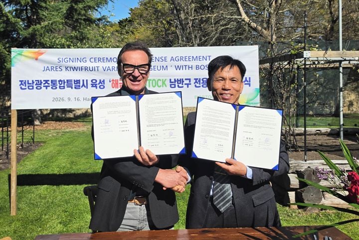 전남광주농기원이 개발한 골드키위 '해금'이 글로벌 기업과 계약을 맺고 뉴질랜드, 칠레 등 남반구에서 상업 재배와 판매를 본격 개시한다.