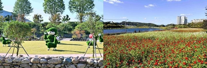장성군이 8일부터 11일까지 황룡강 가을꽃축제를 개최한다. 백일홍, 코스모스, 칸나, 구절초 7만 본 등 만개한 초화류와 군민 참여정원이 방문객을 맞이한다.