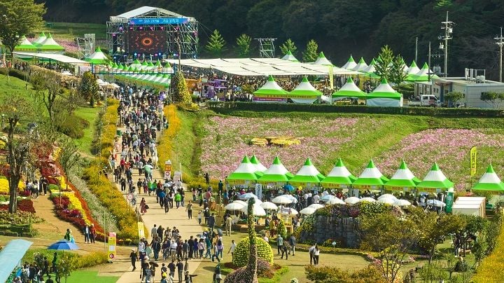 화순 고인돌 가을꽃 축제 개막 임박… 김다현·존박·알리 출연