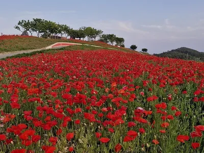 신안 병풍도 꽃양귀비 홍보축제 성황
