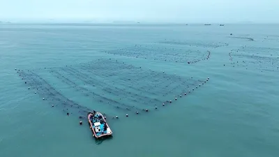 푸른 혁명 시작! 완도군, 해조류로 '탄소 크레딧 부자' 꿈꾼다!