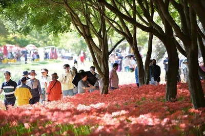 "발길 이끄는 황홀경! 영광 불갑사, 진노랑·분홍 상사화로 물든 특별한 꽃길"