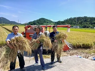 신안 도초면 올해 첫 벼 수확