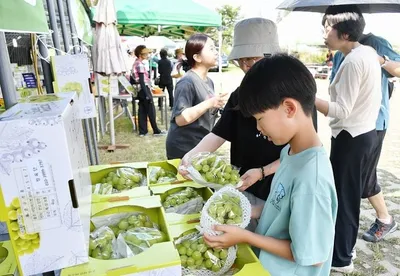 “푸른빛 샤인머스켓 향연”… 담양 제13회 고서포도축제 성황리 마무리
