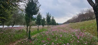 “가을 코스모스와 음악의 향연”… 곡성 제25회 석곡 코스모스 음악회 17일 개막