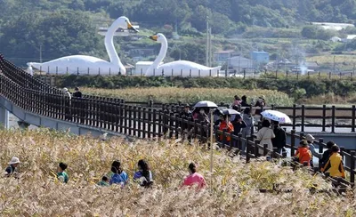 강진만 갈대축제 가족 가을여행 추천 명소