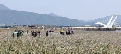 가을 대표축제 ‘강진만 춤추는 갈대축제’ 이틀 만에 5만 관광객 몰려