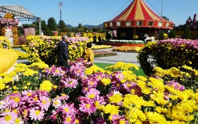 함평 국향대전 2025, 테마포토존·국화정원 열기 UP