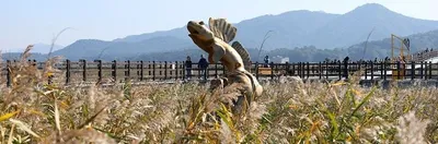 낭만 넘치는 ‘강진만 춤추는 갈대축제’ 11월 2일까지 펼쳐져