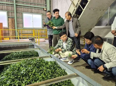 보성군, K-TEA 보성말차 세계화 시동…시즈오카 차산업에서 해법 찾다