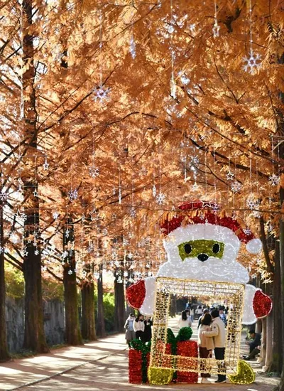 빛과 나무가 만드는 늦가을 색채.."담양 메타세쿼이아길 가을 풍경"