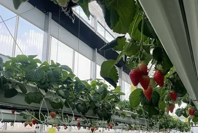 나주 남평 딸기 '설향' 완판 행진…특화작목 육성사업까지 잇단 성과