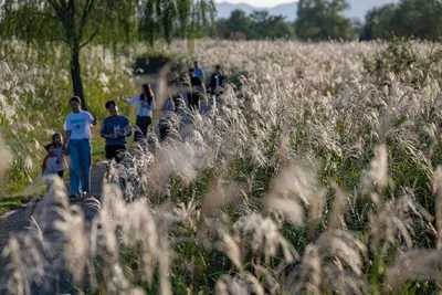 광주 서구 서창억새축제, 대한민국축제콘텐츠대상 4연패 달성