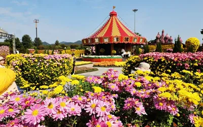 함평 대한민국 국향대전, 3년 연속 ‘축제 콘텐츠 대상’ 영예