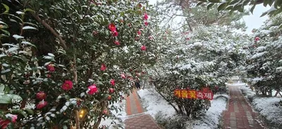 신안 1004섬 분재정원, 겨울꽃 애기동백 축제 성황리 마무리