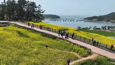 ‘나비야, 청산 가자’ 완도 슬로걷기 축제 열린다