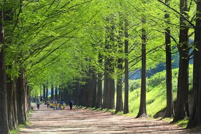 담양 메타세쿼이아길, 입장료 상품권으로 환급…지역 상권 활기 기대