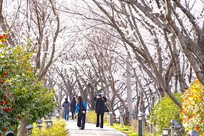 나주시, ‘영산포 벚꽃 버스킹 축제’로 봄의 정취 물씬