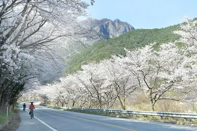 [포토] 담양호·추월산 적신 분홍빛 봄물결
