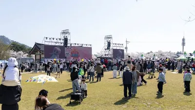영암 벚꽃 만개, 가족 나들이 왕인문화축제 열기 뜨겁다
