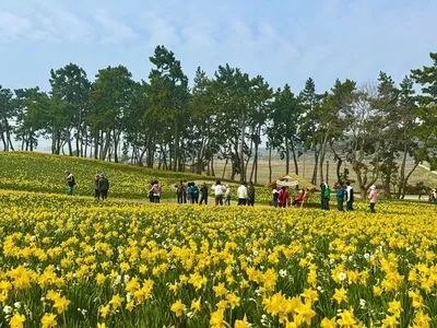 신안 선도 수선화 축제 절정…노란 꽃길 따라 봄 여행객 북적