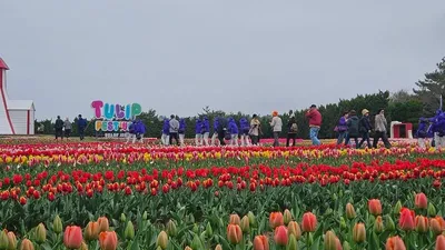 100만 송이 튤립 만개..신안 섬 튤립축제 ‘화려한 개막’
