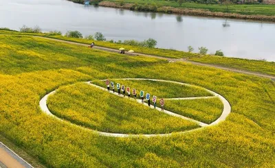 영산강 유채꽃 단지, ‘민주주의 포토존’ 인기…봄철 나주 관광 새 바람