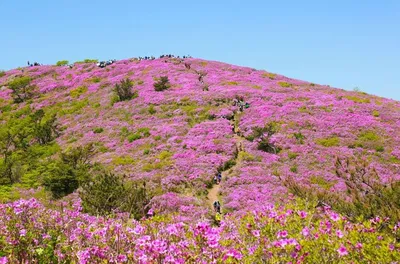보성 일림산, 전국 최대 철쭉 군락지 ‘분홍빛 향연’ 5월 개막