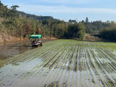 영광군, 첫 모내기로 풍년 기원…5월 본격 이앙 시작